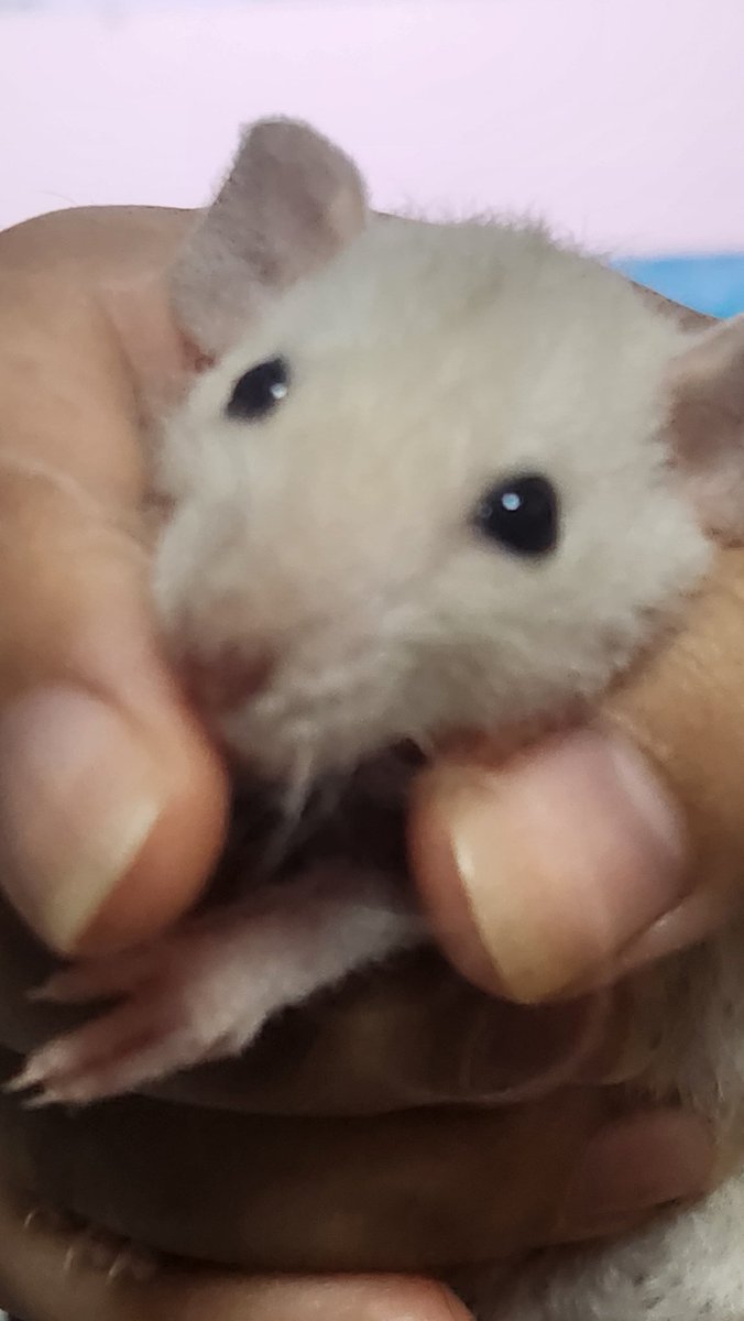 오늘의 몸무게 근황
티티 705g=>645g 다이어트 성공적 진행중
비비 650g=>600g 다이어트 성공
무무 105g=>265g 쑥쑥자라는중
모모 95g=>215g 간식 추가처방
째깐 65g=>125g 쑥쑥자라는중

고생했어 내 바보쥐들아