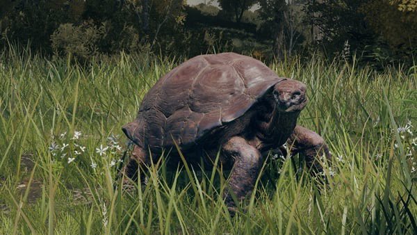 KERR0N's tweet photo. One of my favourite things about Elden Ring is seeing messages like

“Dog Ahead”

And it just being a Turtle 95% of the time 😭 https://t.co/jTA4nN6mOr