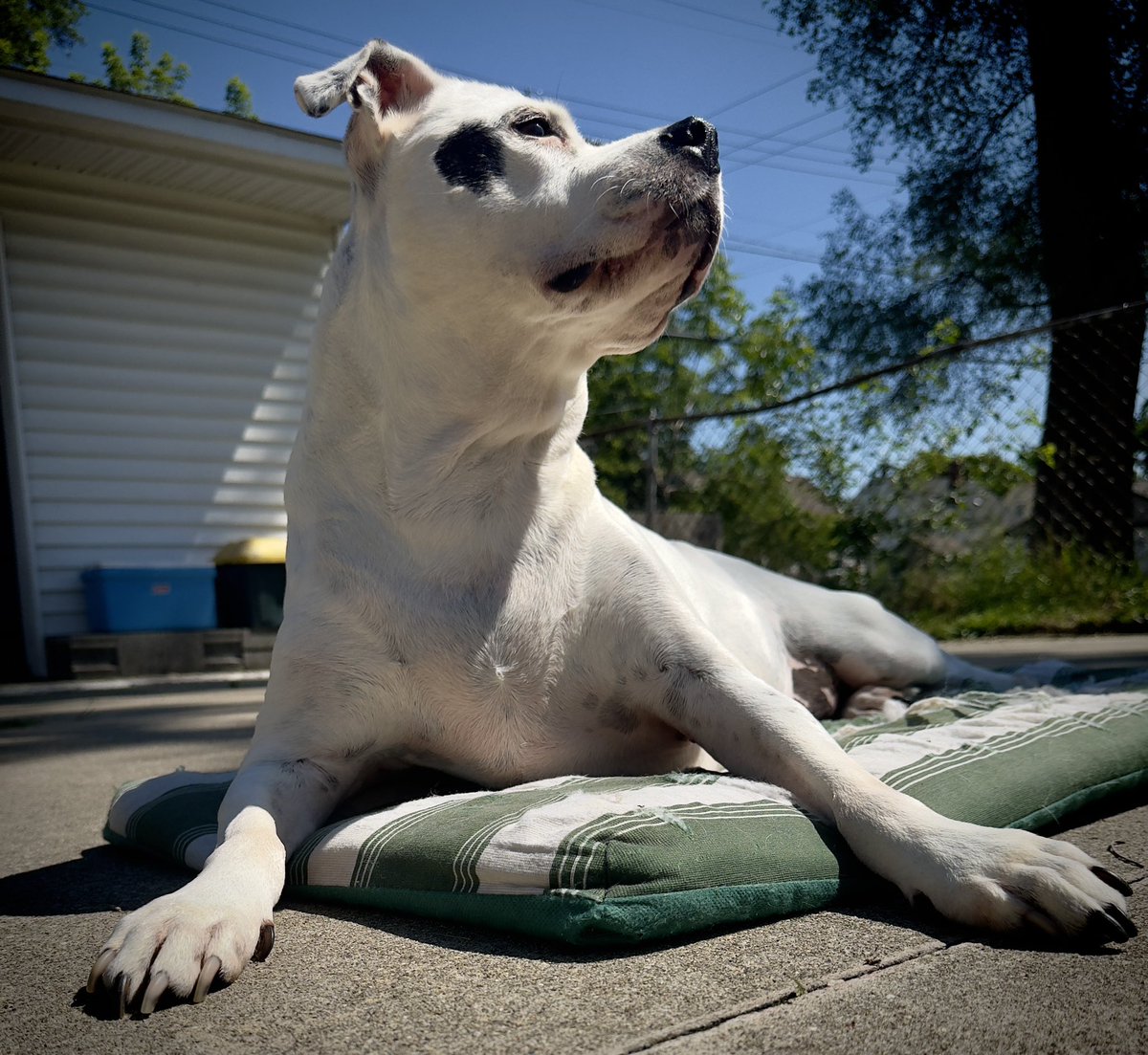 TommyKubiski's tweet photo. Happy Monday, everybody! I hope you all and your families have a wonderful week ahead 🍐🐶☀️
@PearlyThePitty
.
.
.
#PearlyThePitty #Dog #Dogs #PitBull #PitBulls #PitBullsOfTwitter #DogsOfTwitter #DogsOfX #PitBullsOfX #Pitties #HappyMonday #HaveAGreatWeek https://t.co/TlQRr3cMwt