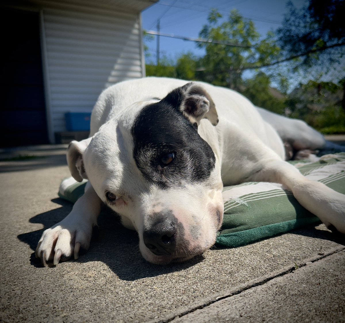 TommyKubiski's tweet photo. Happy Monday, everybody! I hope you all and your families have a wonderful week ahead 🍐🐶☀️
@PearlyThePitty
.
.
.
#PearlyThePitty #Dog #Dogs #PitBull #PitBulls #PitBullsOfTwitter #DogsOfTwitter #DogsOfX #PitBullsOfX #Pitties #HappyMonday #HaveAGreatWeek https://t.co/TlQRr3cMwt