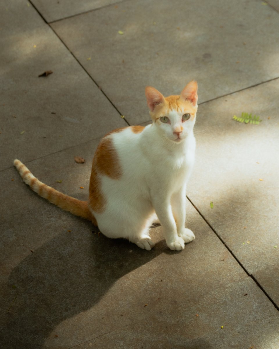 kenjishurima's tweet photo. Today I went for a walk to our local park, found some stray cats, took pictures, and sniffed their bellies. 😤😤😤(the cats were unharmed) If you encounter a stray cat will you also sniff their belly? (assuming they are not muddy)#FWMCMORNING  #FUWAMOCO https://t.co/Q5eRJDQGoT