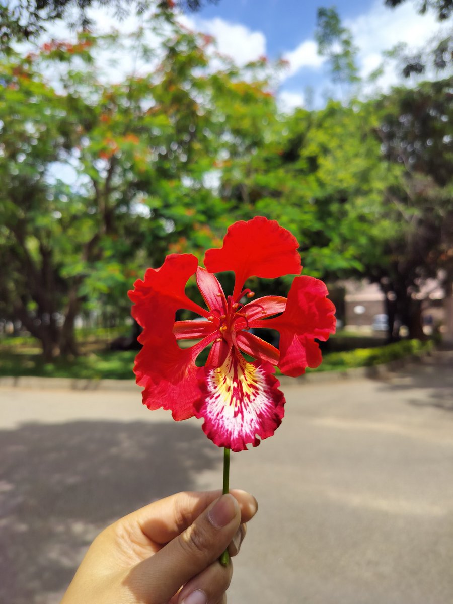Random photos taken around the campus.♥️🌸🌿
#iisc
#Bengaluru