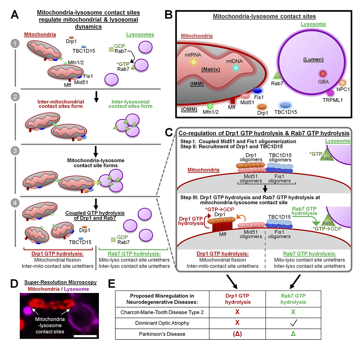 Journal of Cell Biology tweet media