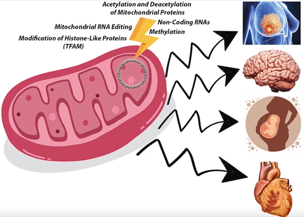 Mitochondria, beyond energy production, have a unique genome regulated epigenetically like nuclear DNA. This research in #FreeRadicalBiologyandMedicine delves into the emerging fields of mitoepigenetics and mitoepigenomics. bit.ly/3VYrLw0