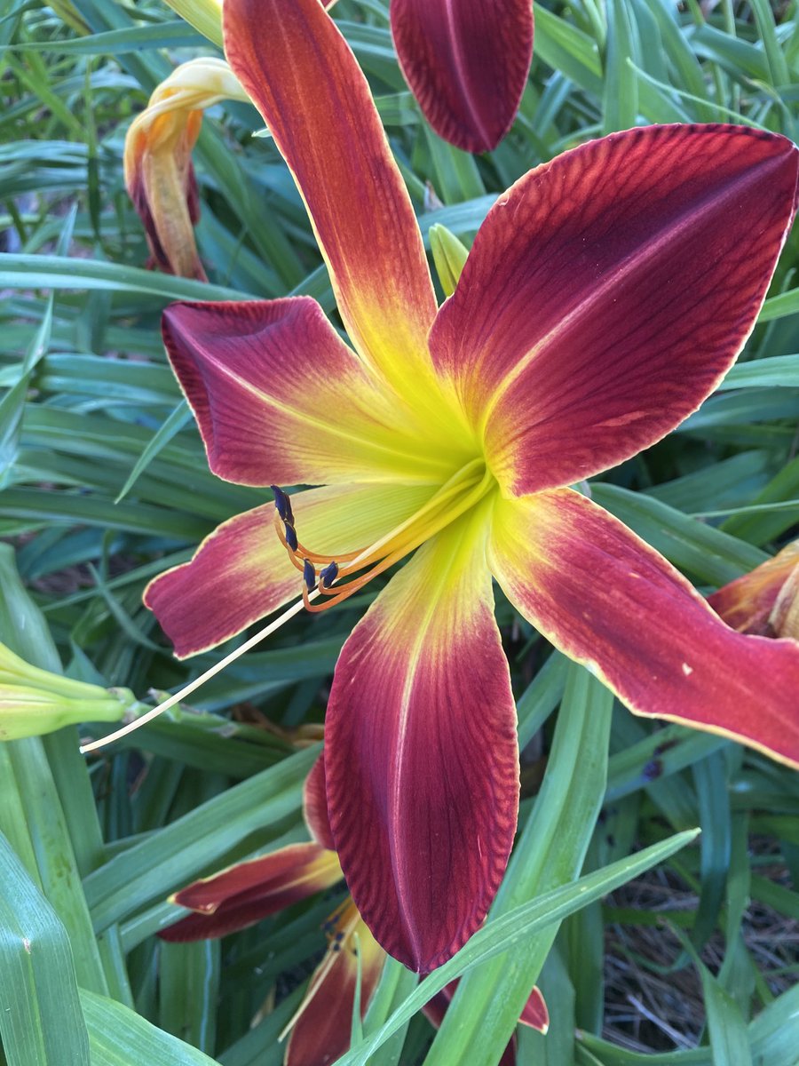 Good Monday morning to all. Our plentiful rains have resulted in Spider Man daylily blooms. 7 inches across, leaves one breathless at its beauty.
 
#ptsgarden #iowa #midwest #daylily #flowers #gardenersworld #gardening