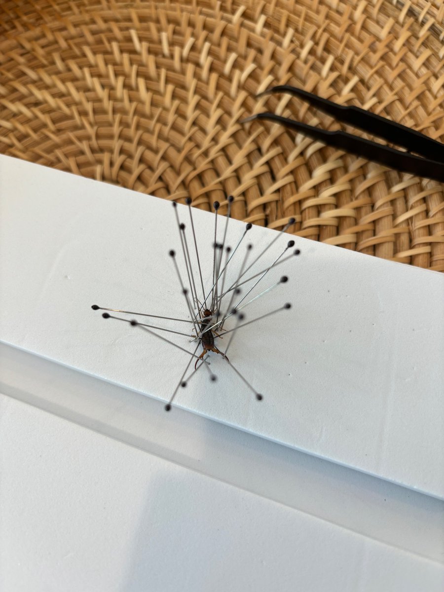 IsopPhe's tweet photo. My first time pinning a bug and I chose the smallest one I could find. European Earwig (Forficula auricularia)
#bug #art #bugs #bugpinning #fun #new #nature #trending #transgender #PrideMonth2024 https://t.co/EdNnAdarVy