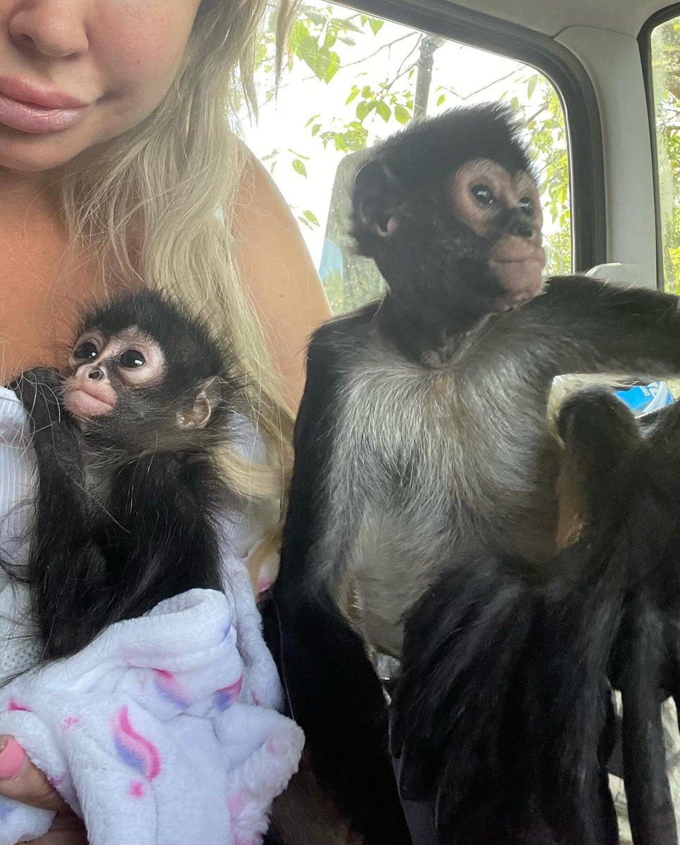 Am inside my car playing with my lovely baby's monkey 🐒 available?