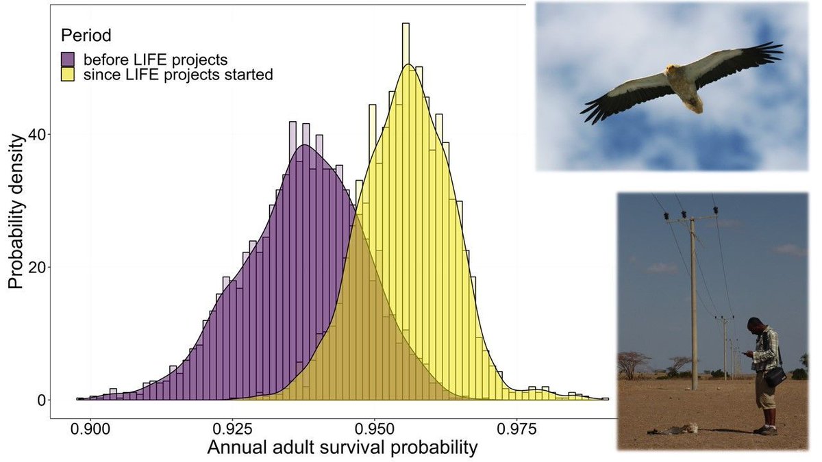 NEW PAPER in the June issue of <a href="/AnimalConserv/">Animal Conservation</a> shows the success of #flyway-scale #conservation efforts for #vultures: buff.ly/3zq63Zc