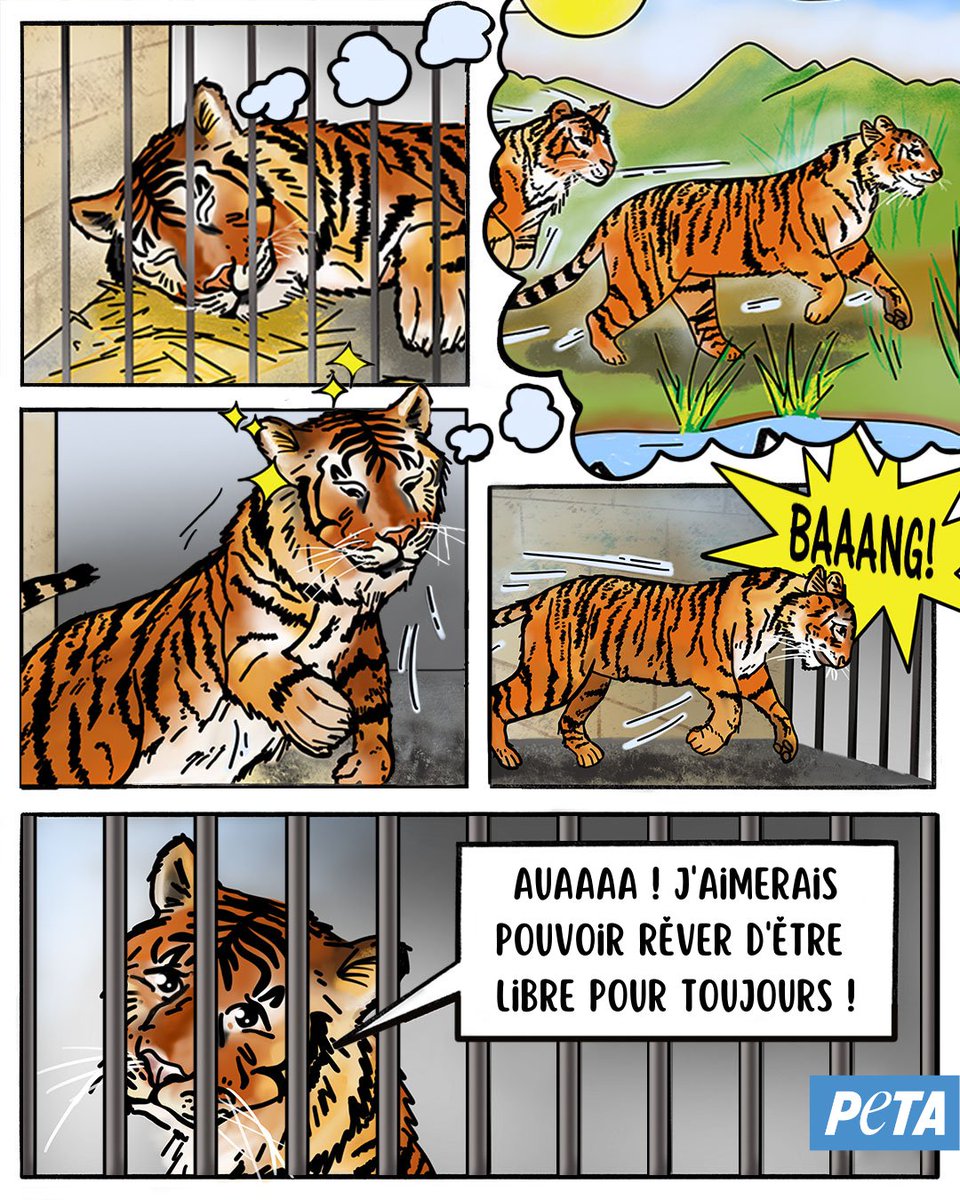 PETA_France's tweet photo. ⚠️ Rappel pour cet été : N'allez JAMAIS visiter de parcs animaliers. Avez-vous vraiment envie de voir des animaux en grande souffrance privés de leurs libertés ?

Aimeriez-vous être séparés des vôtres et enfermés dans une cage pour le reste de votre vie ? #StopCaptivity https://t.co/FQgZK8m4Y3