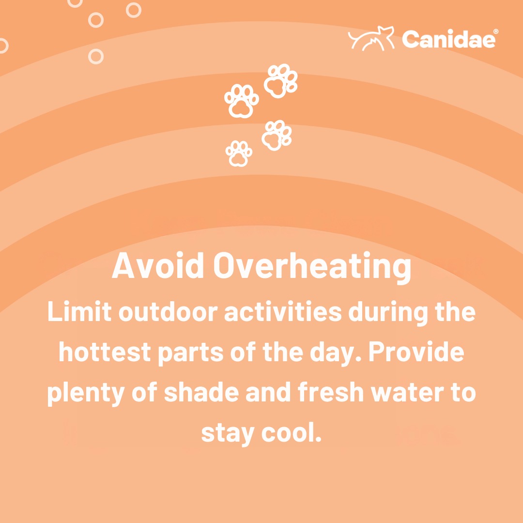 CanidaePetFood's tweet photo. ☀️ Keep your furry friends safe this summer with these essential tips from Canidae Pet Food! 🐶

🐾 Avoid Overheating
🐾 Protect Their Paws
🐾 Sun Protection

Remember, a little extra care goes a long way in keeping our pets safe and happy during the summer months!

#Canidae https://t.co/vk7LdfWdOK