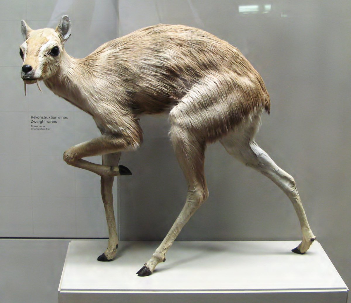 ausar_the's tweet image. I need you guys to drop the most realistic, life-like models of any prehistoric animal you have ever seen. The kind of stuff you'd put in a museum.

I'll start with this Micromeryx at the Museum am Löwentor in Stuttgart, Germany. It looks like a taxidermied specimen.