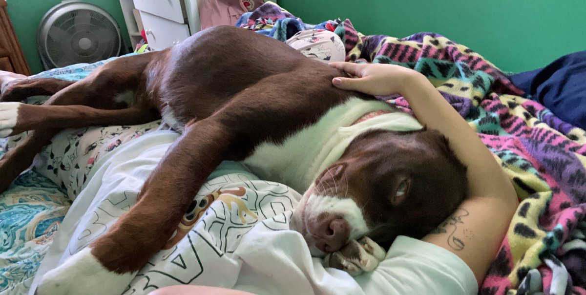 j_hoff97's tweet photo. Worth a shot. Is anyone in the Milwaukee area in the position to adopt or foster my sweet girl? 6yrs, 80lbs, house trained, loves other dogs.. emergency situation. https://t.co/rEhr5q1sAe
