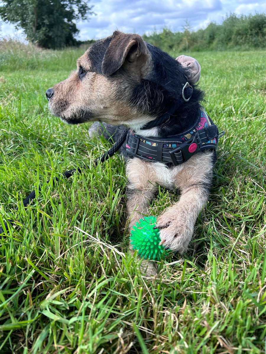 Gorgeous Chase absolutely loves his ball ! We would love to find him his forever home ! Please help us by sharing to find Chase his perfect human companion ! #rescuedog #mgtdogrescue #rescuedogsrock #Terrier