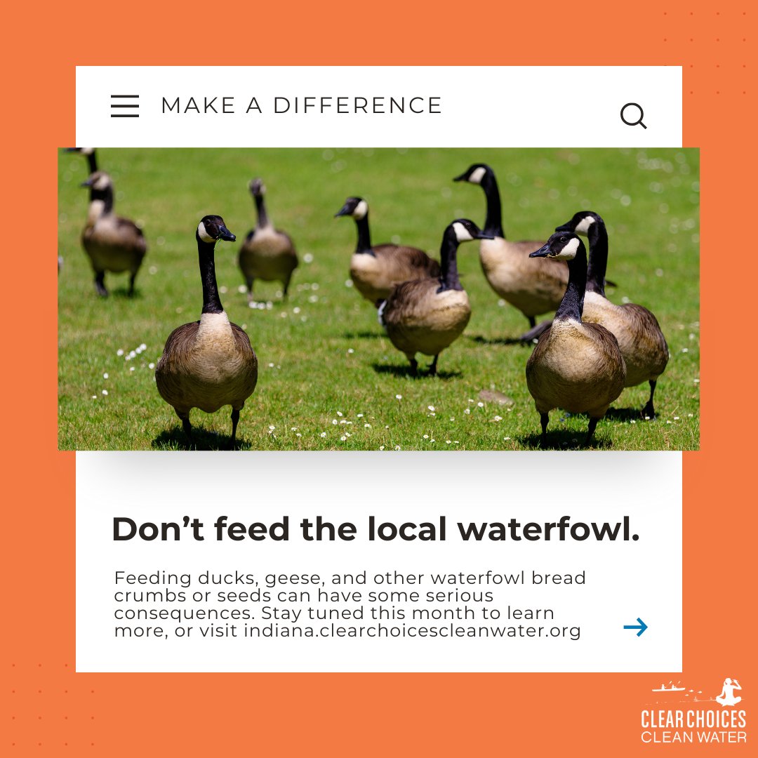While it may seem harmless and fun to feed ducks and geese, what comes out the other end creates dangerous pollution problems for our waterways. Take the pledge today at indiana.clearchoicescleanwater.org/pledges/waterf…