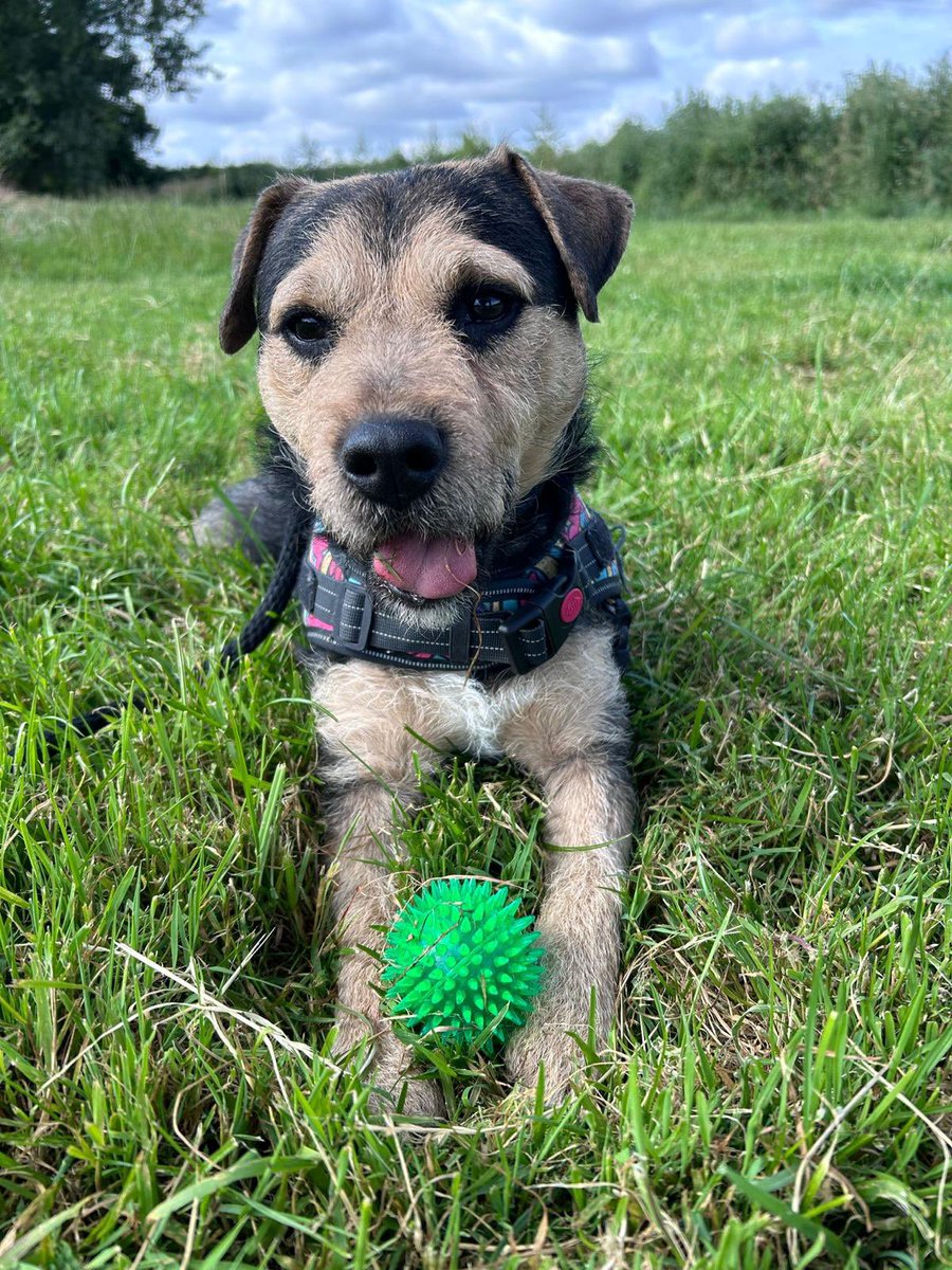 maxgeorgetrust's tweet image. Gorgeous Chase absolutely loves his ball ! We would love to find him his forever home ! Please help us by sharing to find Chase his perfect human companion ! #rescuedog #mgtdogrescue #rescuedogsrock #Terrier