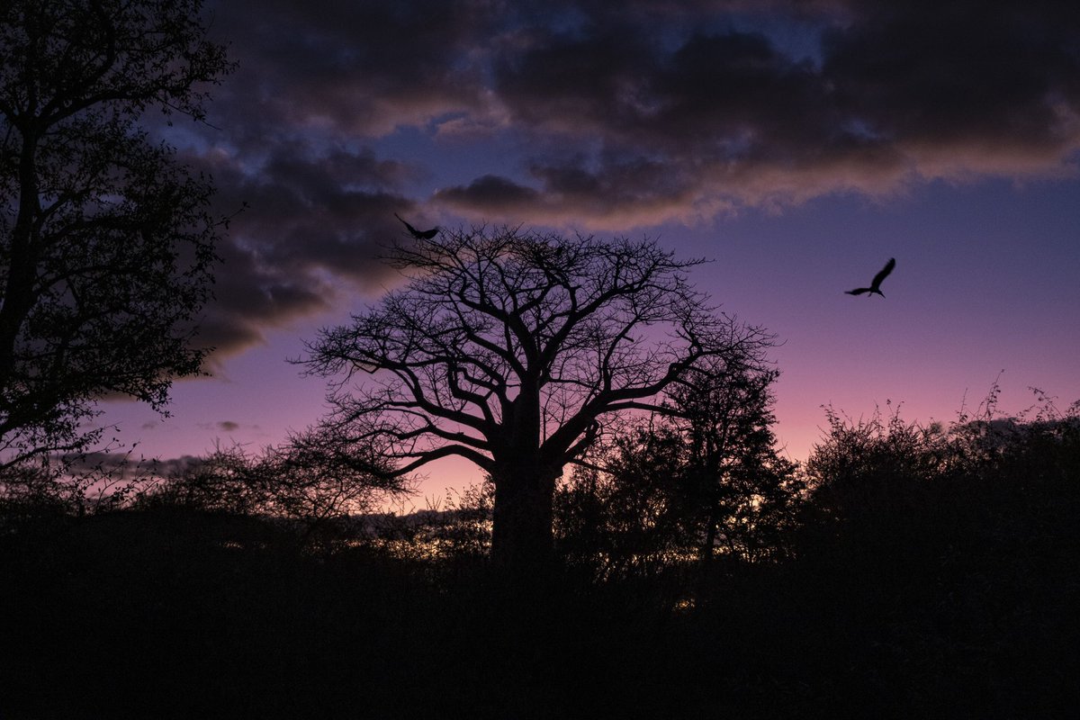 Dangersoup's tweet photo. While slowly moving through the brush to get a picture of this baobab tree with the storks getting ready to roost for the night I inadvertently walked into another creature’s home. I’m not necessarily afraid of spiders, however, when my face hit the web it just stopped. 
#spider https://t.co/3NXElXJj5G