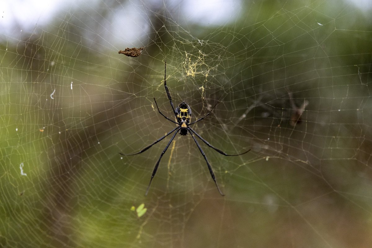 Dangersoup's tweet photo. While slowly moving through the brush to get a picture of this baobab tree with the storks getting ready to roost for the night I inadvertently walked into another creature’s home. I’m not necessarily afraid of spiders, however, when my face hit the web it just stopped. 
#spider https://t.co/3NXElXJj5G