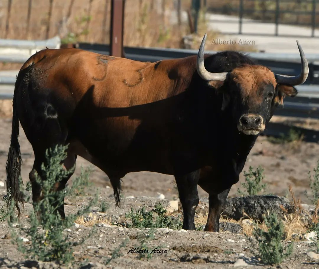 Aquí tenéis la curiosa evolución de "GRITÓN". Como va cerrando la cara y la transformación de un animal tan fino a la actual seriedad de este toro cinqueño.