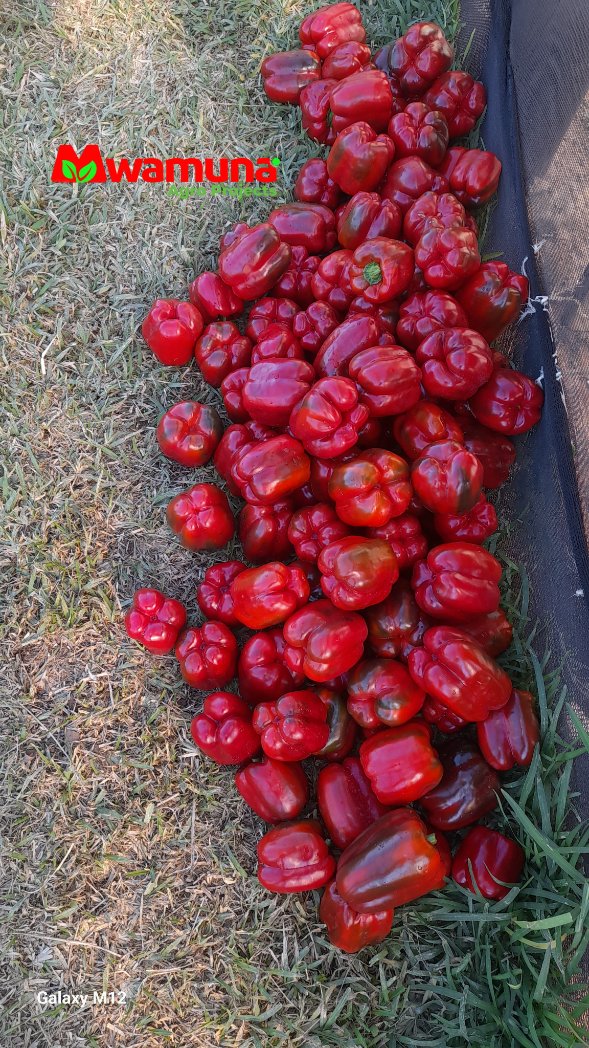 Ripe and ready red peppers. 
#freshnessmatters