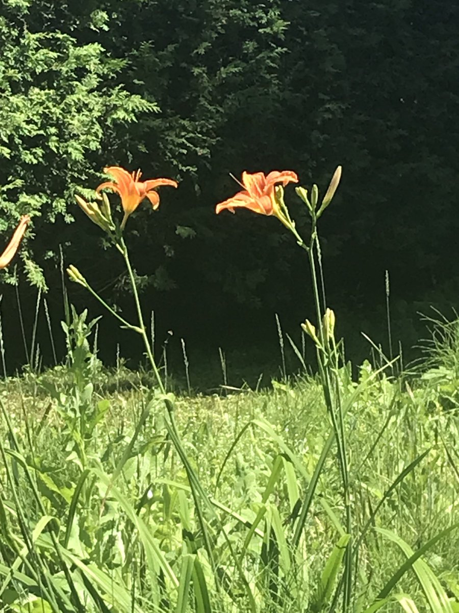 dawnymock's tweet image. #runview