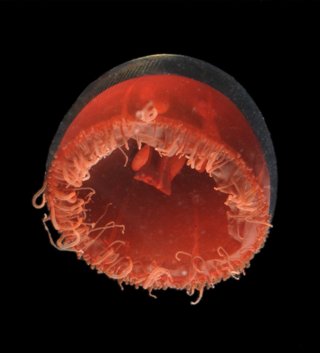 I believe this is Vampyrocrossota. It was from a deep trawl in the eastern Pacific, on a cruise on the RV New Horizon. I love all the red animals at depth, especially among the invertebrates, and have wondered at times why black pigments are rare outside the vertebrates.