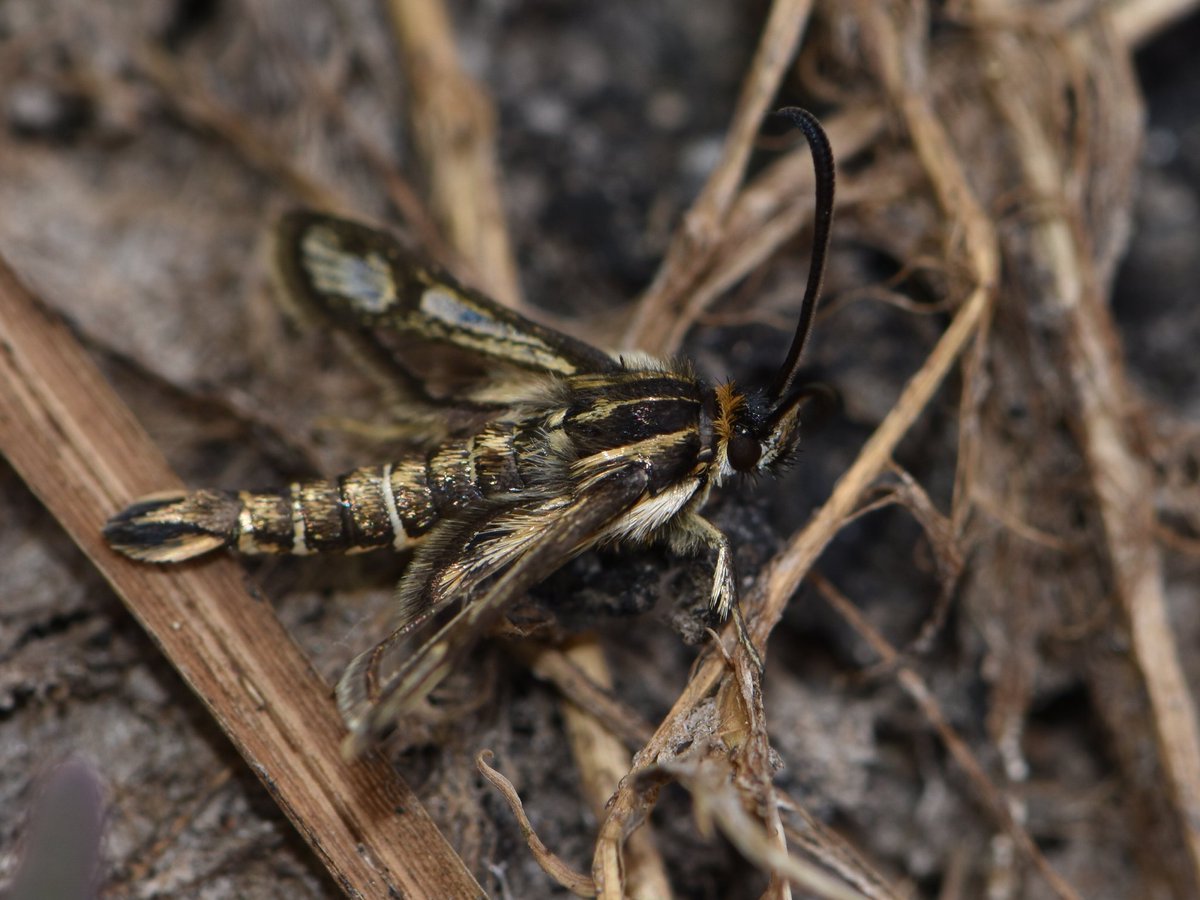 A nice invert trip around Cornwall yesterday resulted in Scarce Blue-tailed Damselflies and Small Red Damselflies, followed by Lunar Hornet Moth, Six-belted Clearwing and Thrift Clearwings with <a href="/12broadbentm/">Matthew Broadbent</a>.