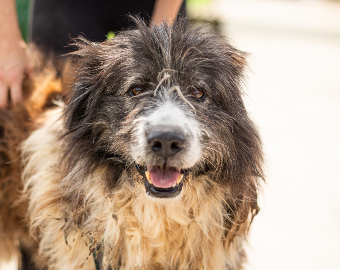 Herz_Streuner's tweet image. Leider gehört Wurzel auch zu denen, denen man ihr Leid optisch sofort ansieht. Als Wurzel ins Shelter kam, vor einer halben Ewigkeit, sah er noch ganz anders aus 😥 hoffentlich ergibt sich mal eine Chance… 

#rescue #rescuedog #rescued #animal #animals #animalrescue