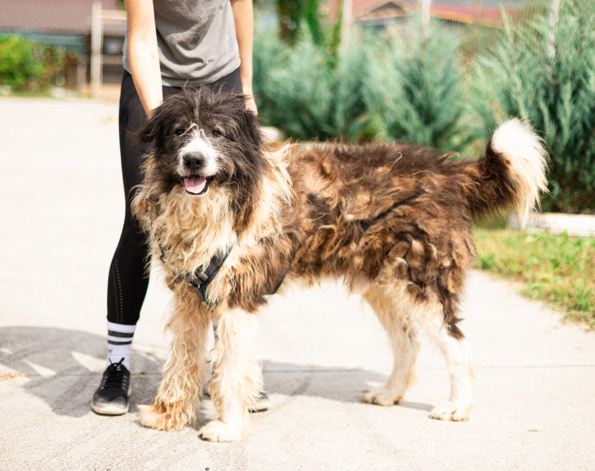 Herz_Streuner's tweet image. Leider gehört Wurzel auch zu denen, denen man ihr Leid optisch sofort ansieht. Als Wurzel ins Shelter kam, vor einer halben Ewigkeit, sah er noch ganz anders aus 😥 hoffentlich ergibt sich mal eine Chance… 

#rescue #rescuedog #rescued #animal #animals #animalrescue