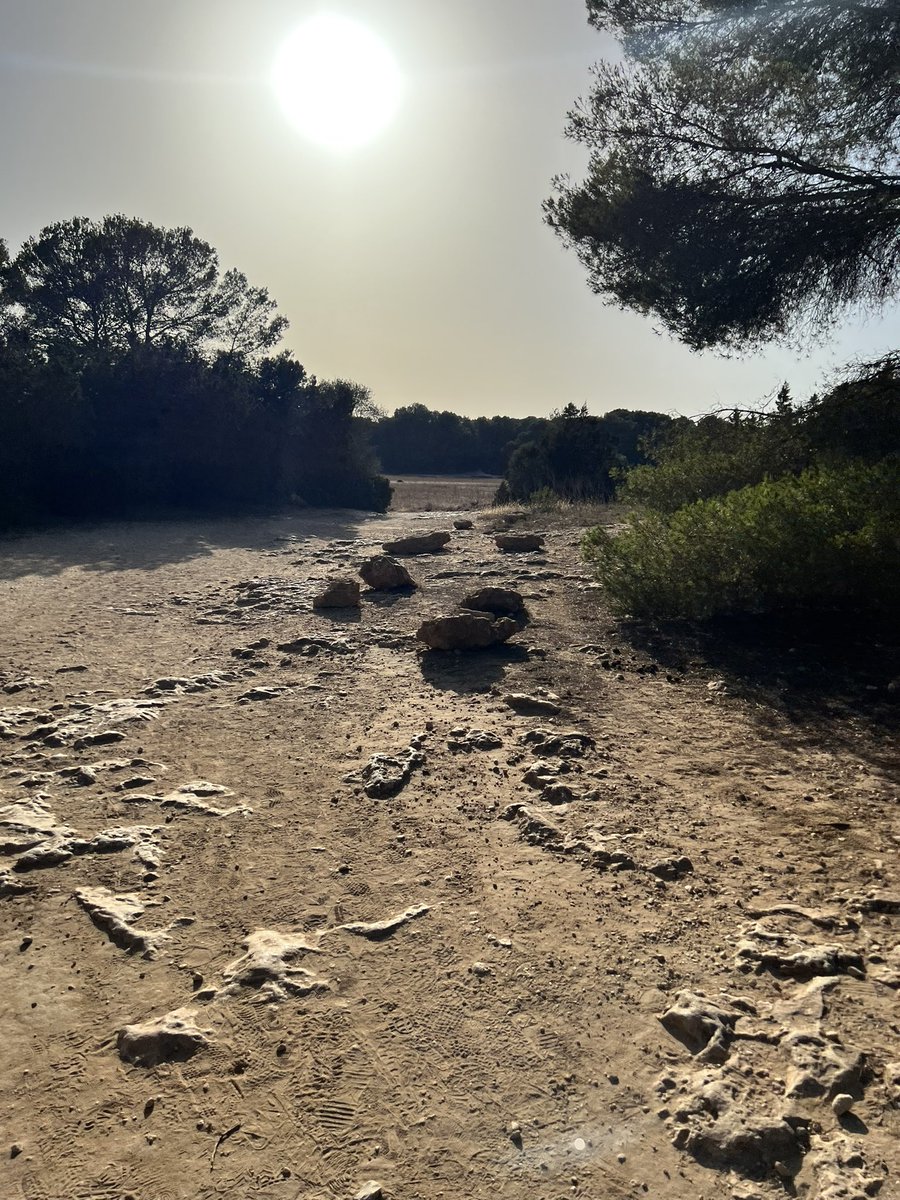 GTRShaker's tweet photo. A trail run. No two steps are the same.

Remembered @nntaleb post from few years back. https://t.co/npEESyz9ED