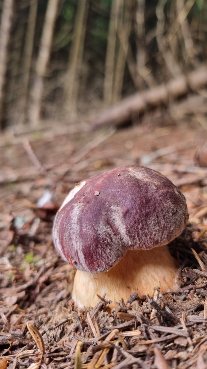 Meteo_Pyrenees's tweet photo. Top départ 🍄 avec une météo favorable #cepe https://t.co/6gBc7HfWzA
