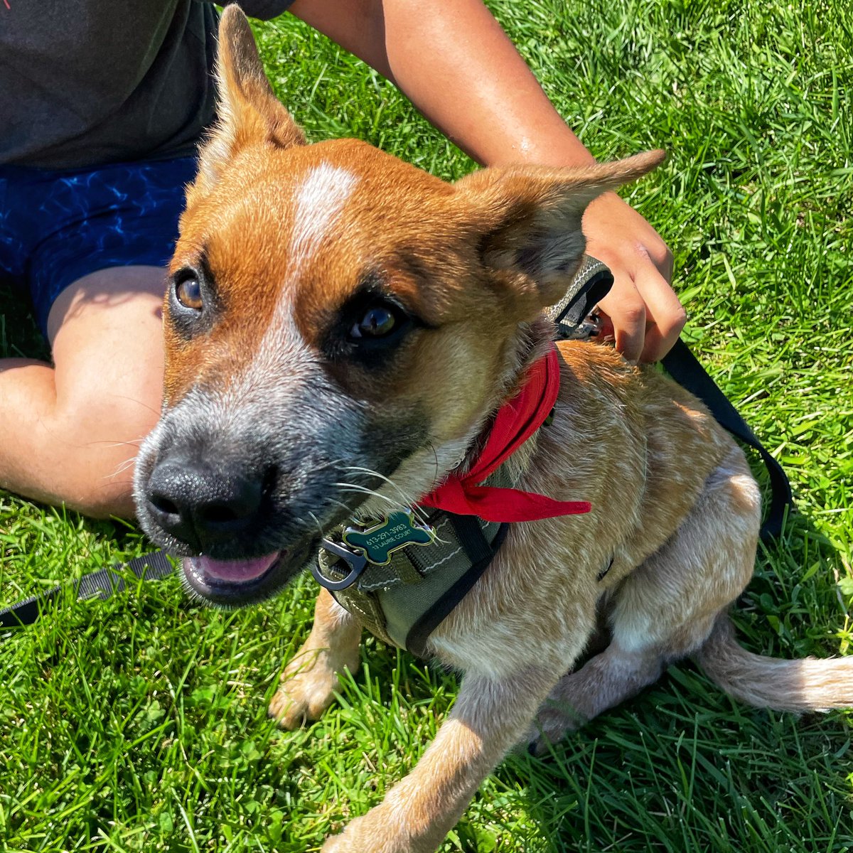 Roscoe is loving his first Canada Day in Kanata! #canadaday2024 #ottawa