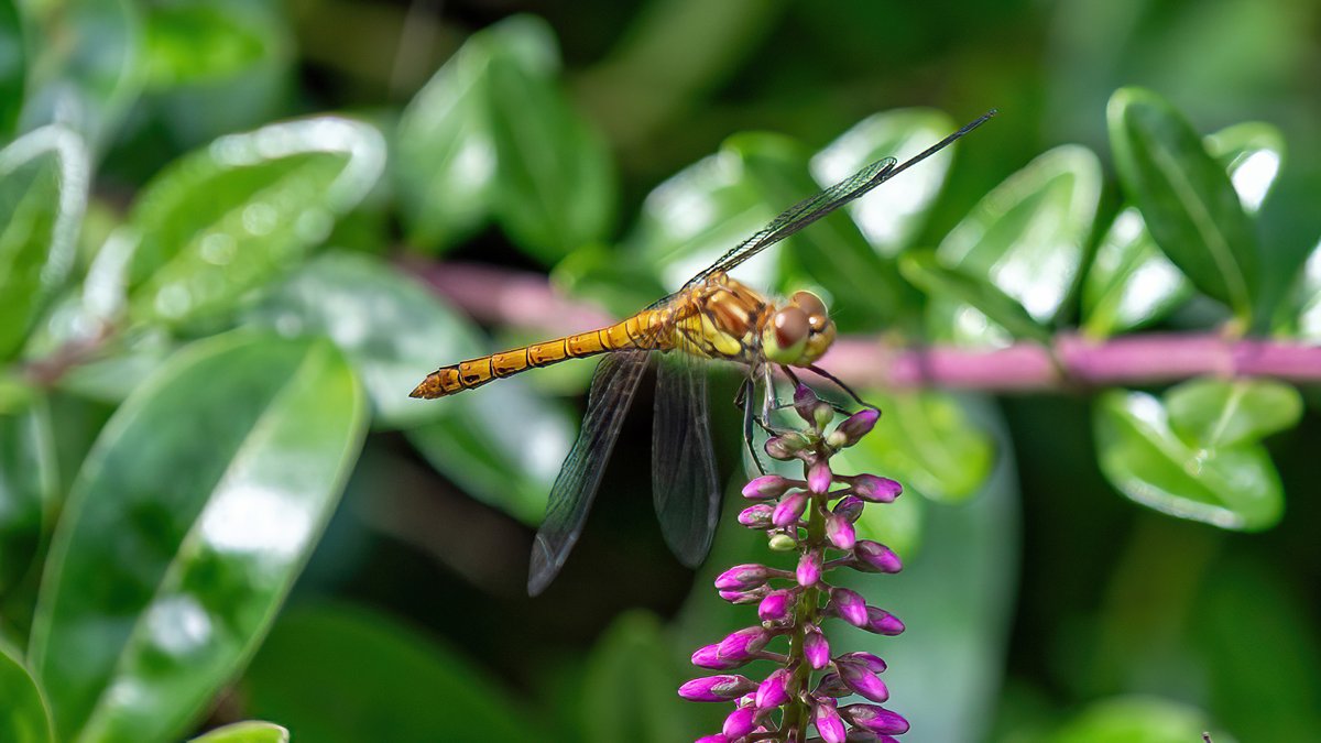 StormjagersNL's tweet image. Bruinrode heidelibel 📸 #weerfoto #libel #Hellevoetsluis @KikiBo21937 @MRTfotografie @johan_klos @BasMunne @BuienRadarNL @EdAldus @janvissersweer @WNLVandaag @weerplaza @EilandVoorne
