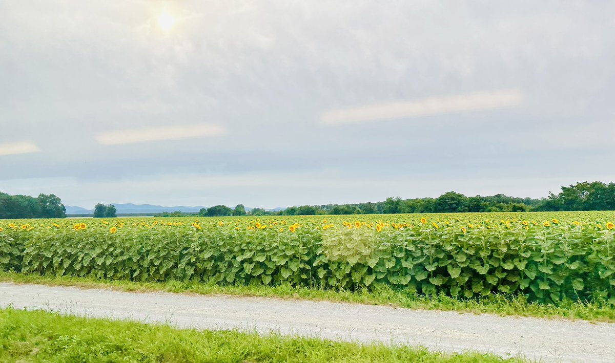 BirgitPointner's tweet image. Zug-Pendeln mit sommerlichen Baustellen-Umwegen. Die Umleitung über die Pottendorfer Linie wird (zumindest für mich) mit der Aussicht auf Sonnenblumen-Felder etwas besser.