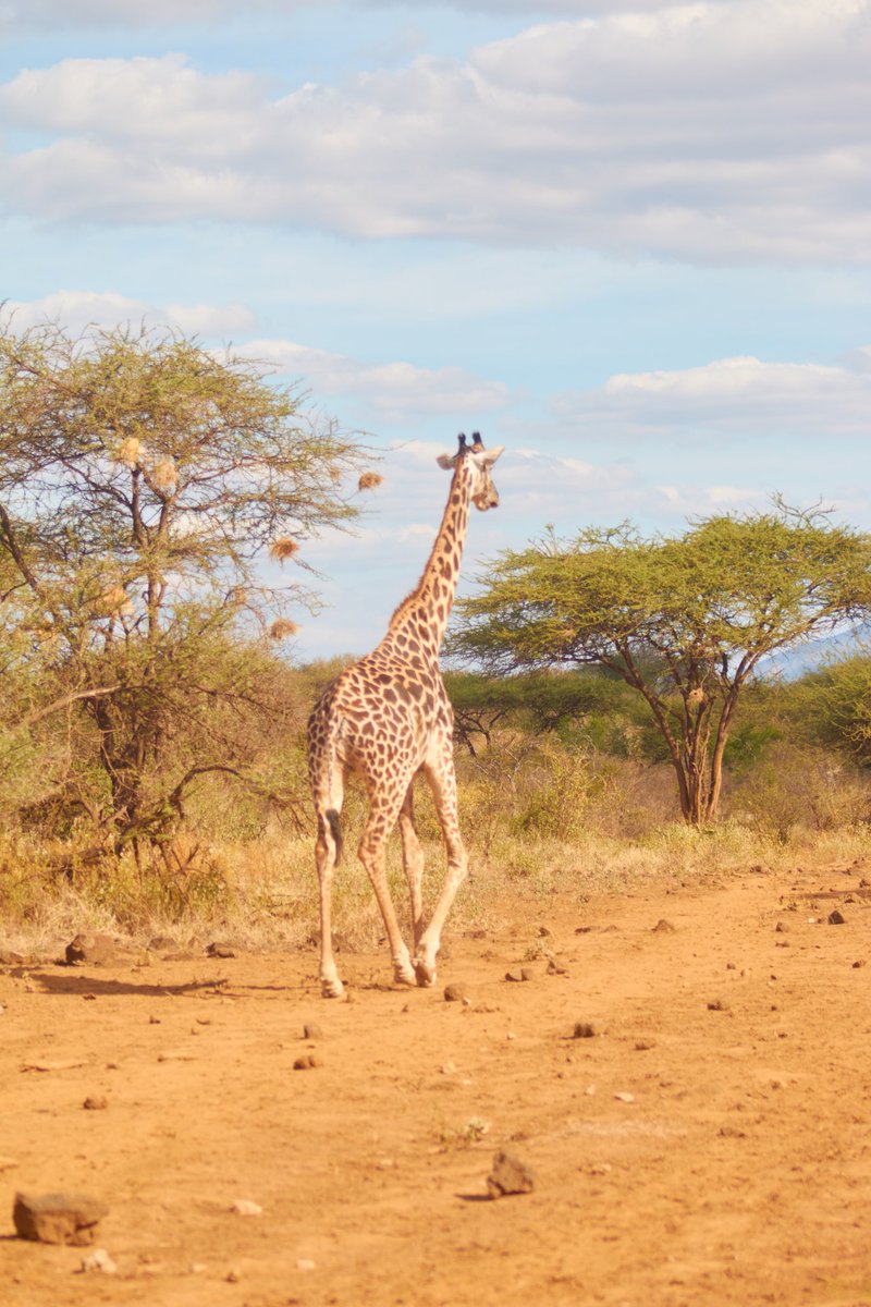vicburry's tweet photo. Magical Kenya https://t.co/p9oPvzcizZ