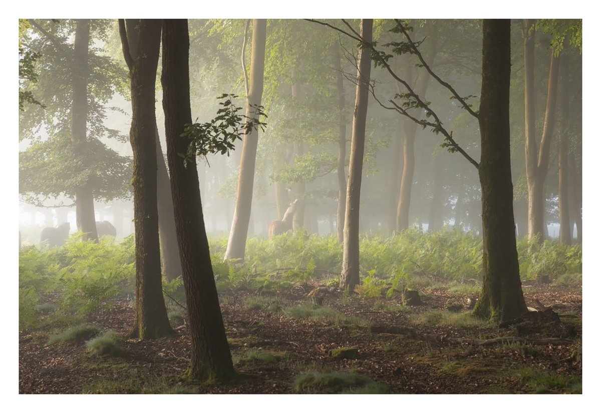 Another from last week’s rummaging along the fringes of Wilverly Plain…

#NewForest