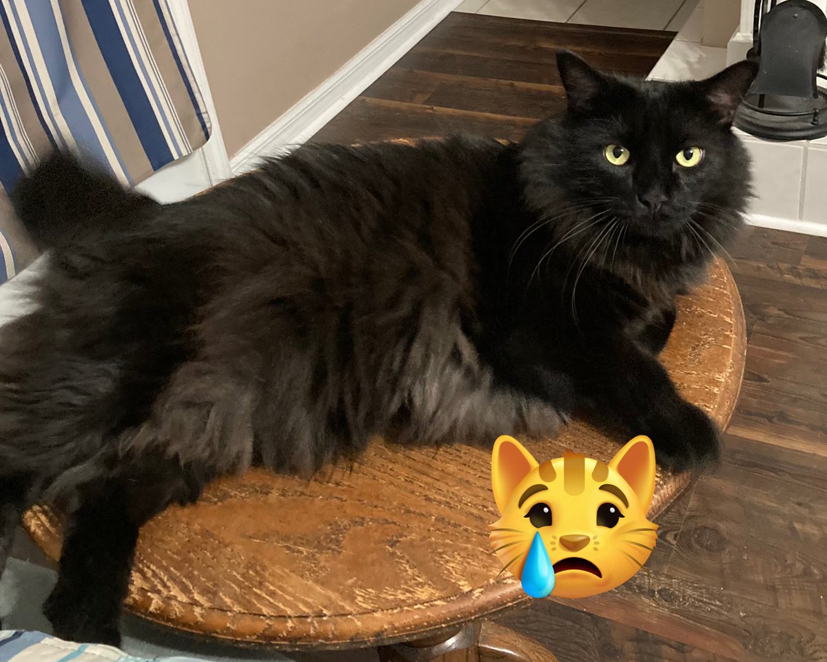 Pals, can I have a paw circle for my mommy? On Saturday night she was bitten badly in her hand by a neighborhood cat she was feeding. She sought emergency care but is in a lot of pain and the swelling is awful. She can’t type well so forgive her if she can’t respond easily. ❤️‍🩹😿