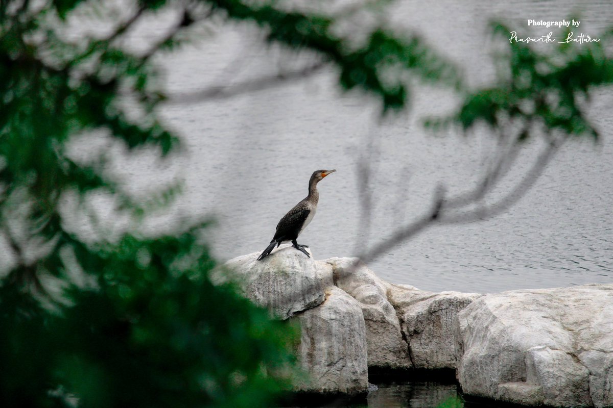 PrasanthBattaru's tweet photo. ✨Solitary birds, each telling a story of solitude among the crowd.
Swipe through to experience the magic and peace. 

🌿📜🕊️ #mythology #birdsinnature #storytellingthroughimages #solitude https://t.co/lIS5B2VrP1
