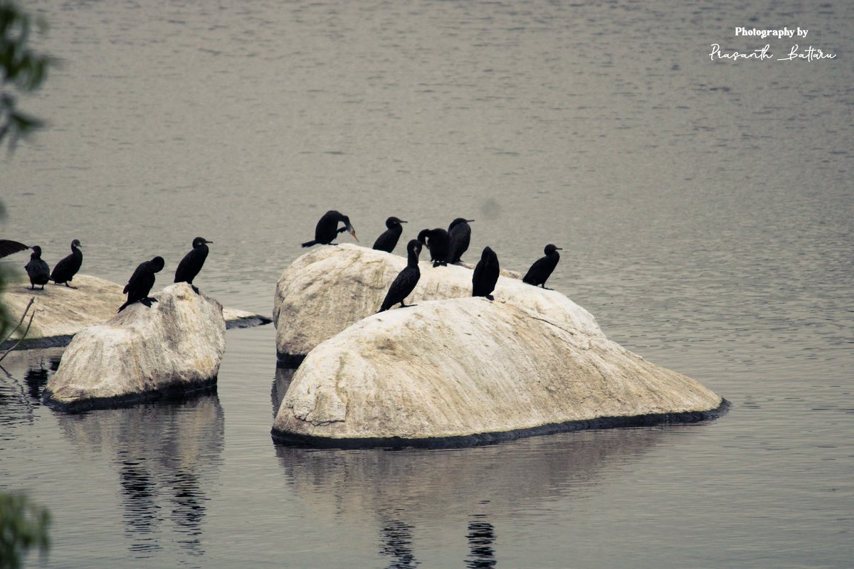 PrasanthBattaru's tweet photo. ✨Solitary birds, each telling a story of solitude among the crowd.
Swipe through to experience the magic and peace. 

🌿📜🕊️ #mythology #birdsinnature #storytellingthroughimages #solitude https://t.co/lIS5B2VrP1
