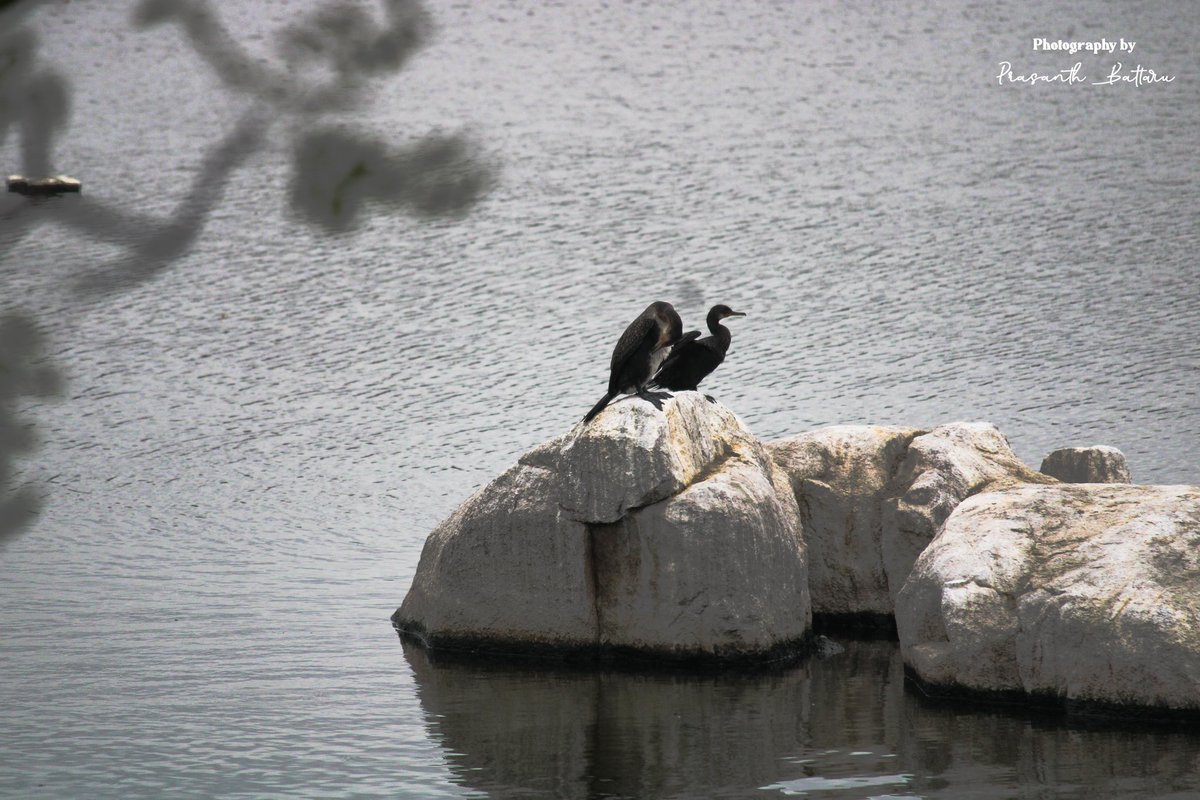 PrasanthBattaru's tweet photo. ✨Solitary birds, each telling a story of solitude among the crowd.
Swipe through to experience the magic and peace. 

🌿📜🕊️ #mythology #birdsinnature #storytellingthroughimages #solitude https://t.co/lIS5B2VrP1