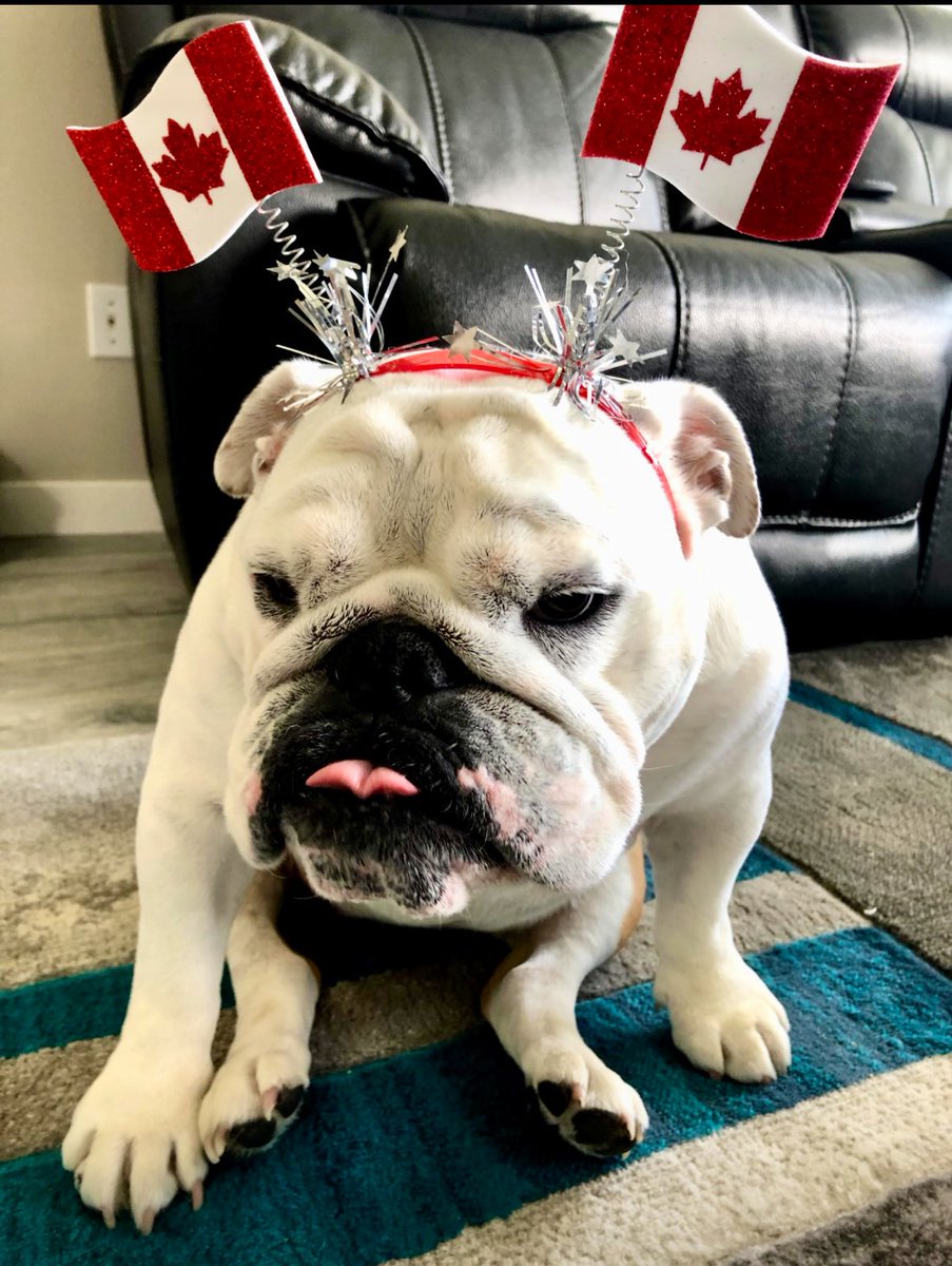Thank dog mom doesn’t do this to me anymore 😂 Can you tell from my posture how much I love having this head band on 🤣🤣🤭🤭 #nakednuggetisbest