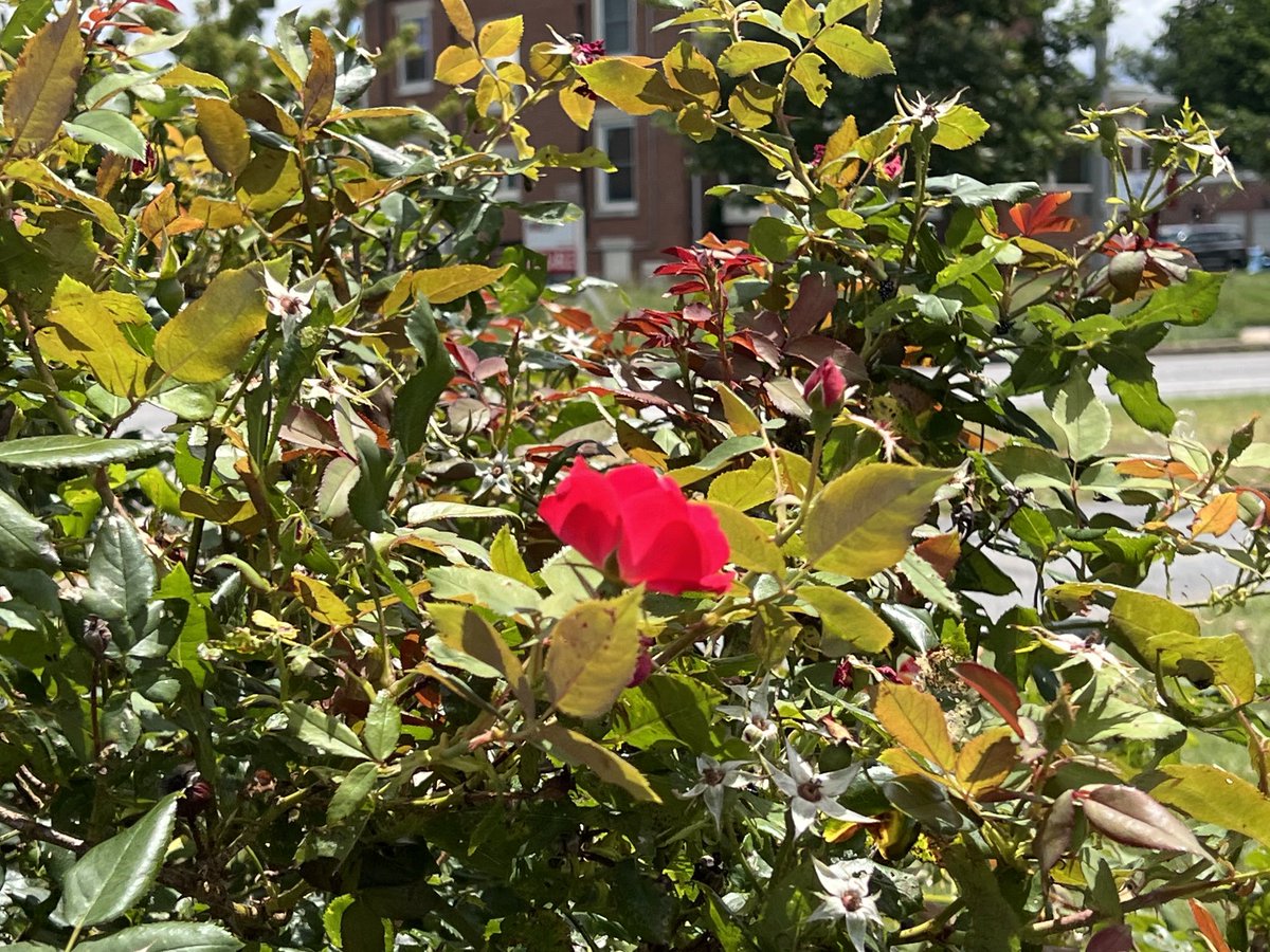 This flower represents the power of nature to thrive alongside human civilization. If we put our heads together and share or knowledge #OpenSource, there is no environmental problem we can't overcome. Let's work together in #SustainableDevelopment...
