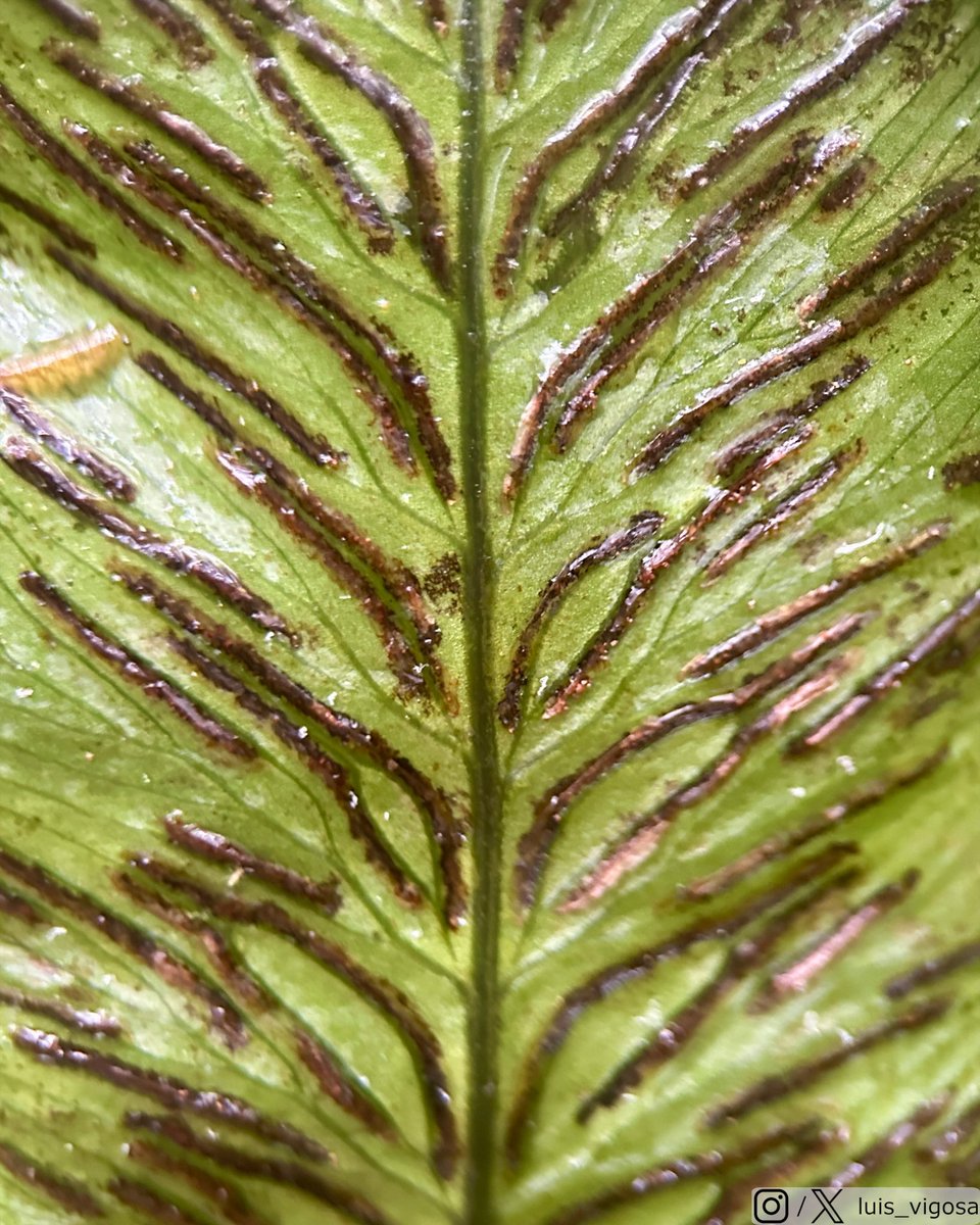 luis_vigosa's tweet photo. Diplazium ternatum (Athyriaceae) 
#botany #ferns #taxonomy #plants https://t.co/YQPvyG1Abp
