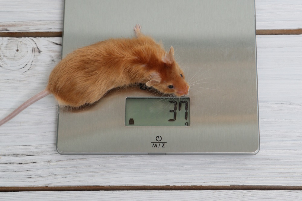 PNASNews's tweet photo. An #energy mismatch helps mice that eat less live longer. In PNAS Journal Club: https://t.co/qaD8XSjbPH
#biomarkers #CalorieRestriction https://t.co/WOX7espyRp