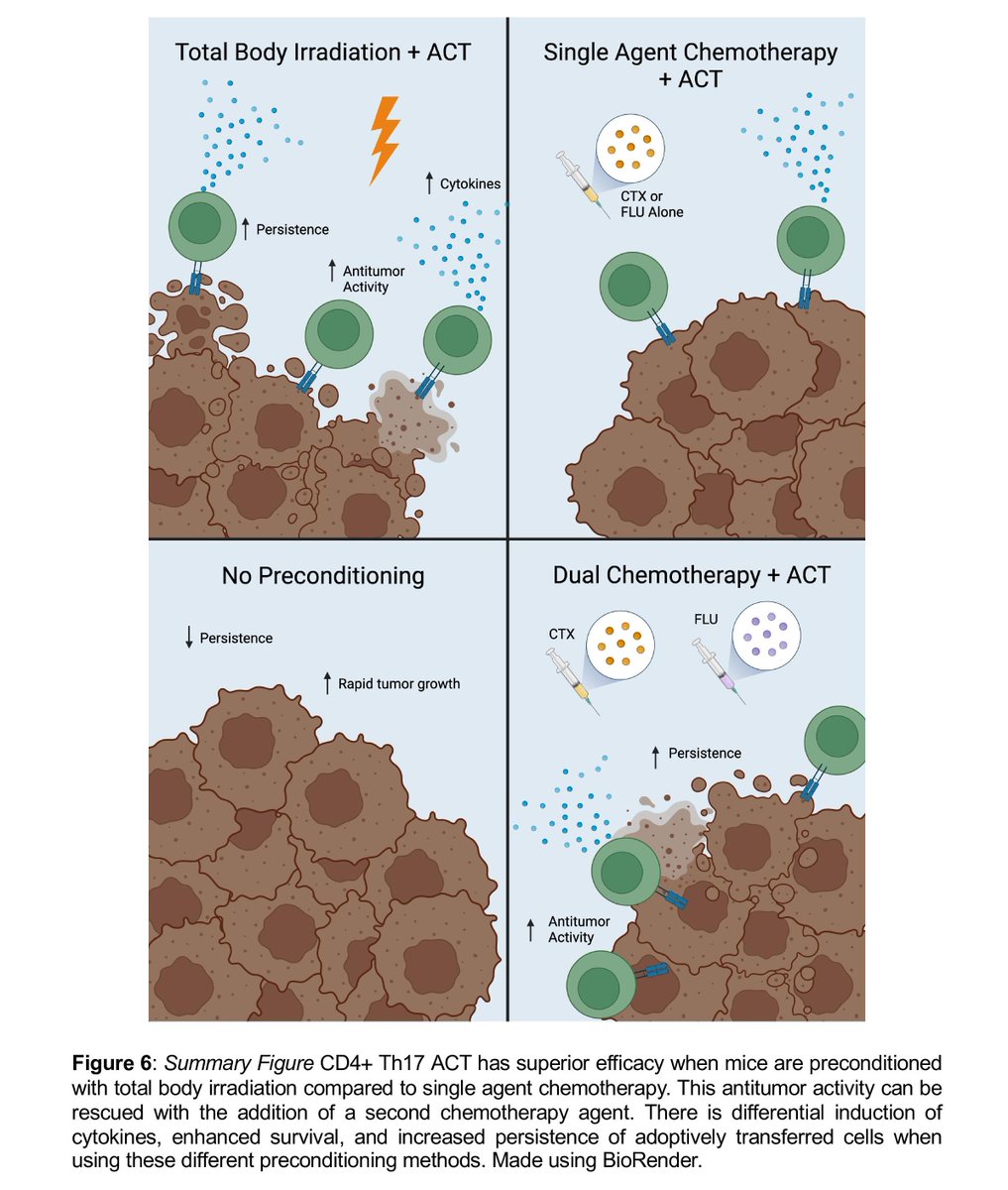 New #JITC article: Distinct host preconditioning regimens differentially impact the antitumor potency of adoptively transferred Th17 cells bit.ly/3VLm7fu <a href="/megen_wittling/">Megen Wittling</a> <a href="/GuillermoORang1/">Guillermo O. Rangel Rivera</a> <a href="/LesinskiLab/">Gregory Lesinski</a> <a href="/PaulosLab/">Paulos Lab</a>