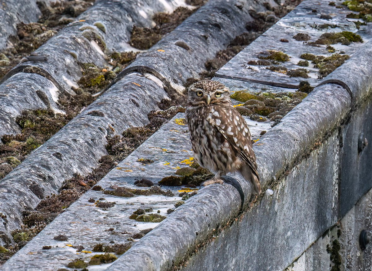 phil_smithson's tweet photo. Finally managed to see, and capture, the little owl in the oaks @NorthCaveWet Added bonus also seeing both birds - so there is a pair. @yorkshirewild @WakeyBirders https://t.co/YbNUXLlgt6