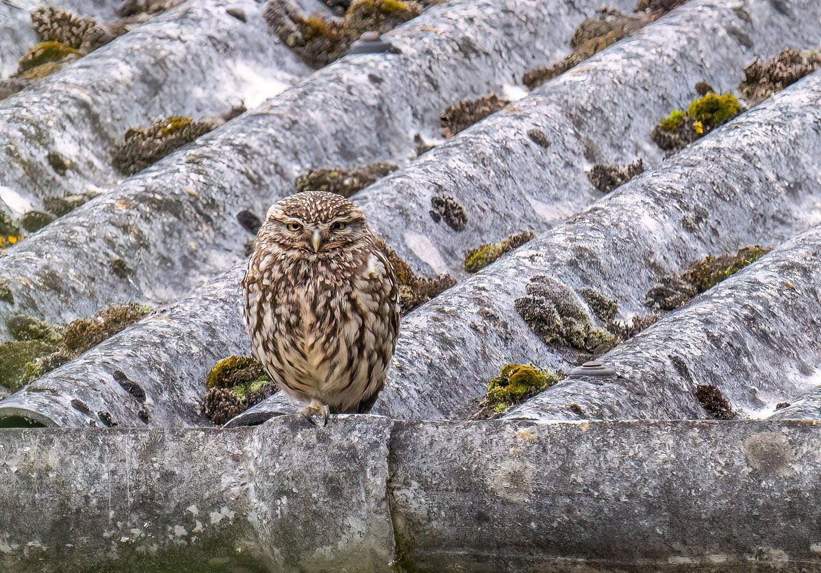 Finally managed to see, and capture, the little owl in the oaks <a href="/NorthCaveWet/">North Cave Wetlands</a> Added bonus also seeing both birds - so there is a pair. <a href="/yorkshirewild/">Steve Farley</a> <a href="/WakeyBirders/">Wakefield Birders</a>