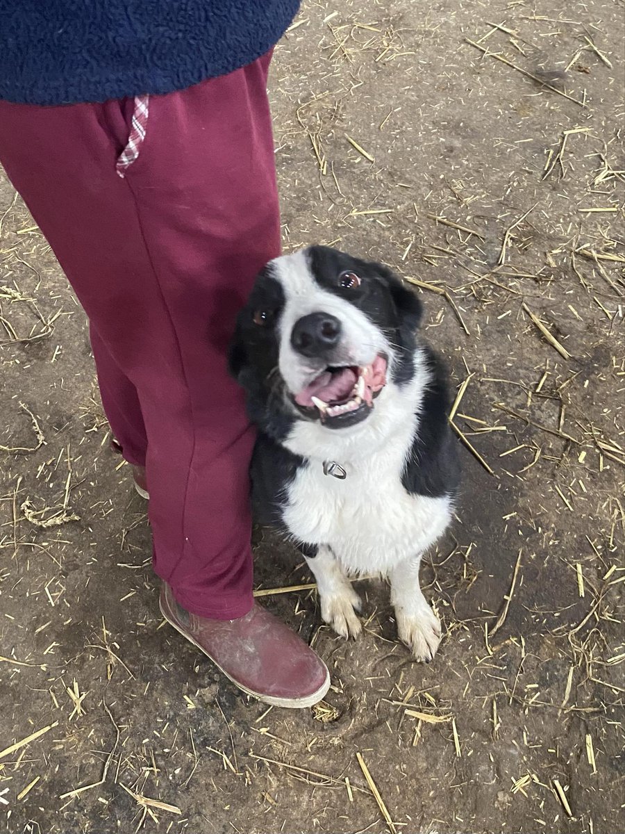 Diane Hart Collie Dog Rescue, Wales tweet media