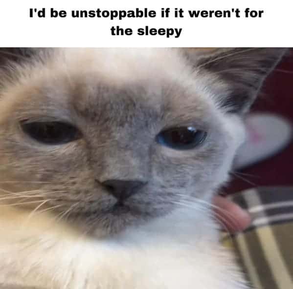 DailyCatMemes tweet media