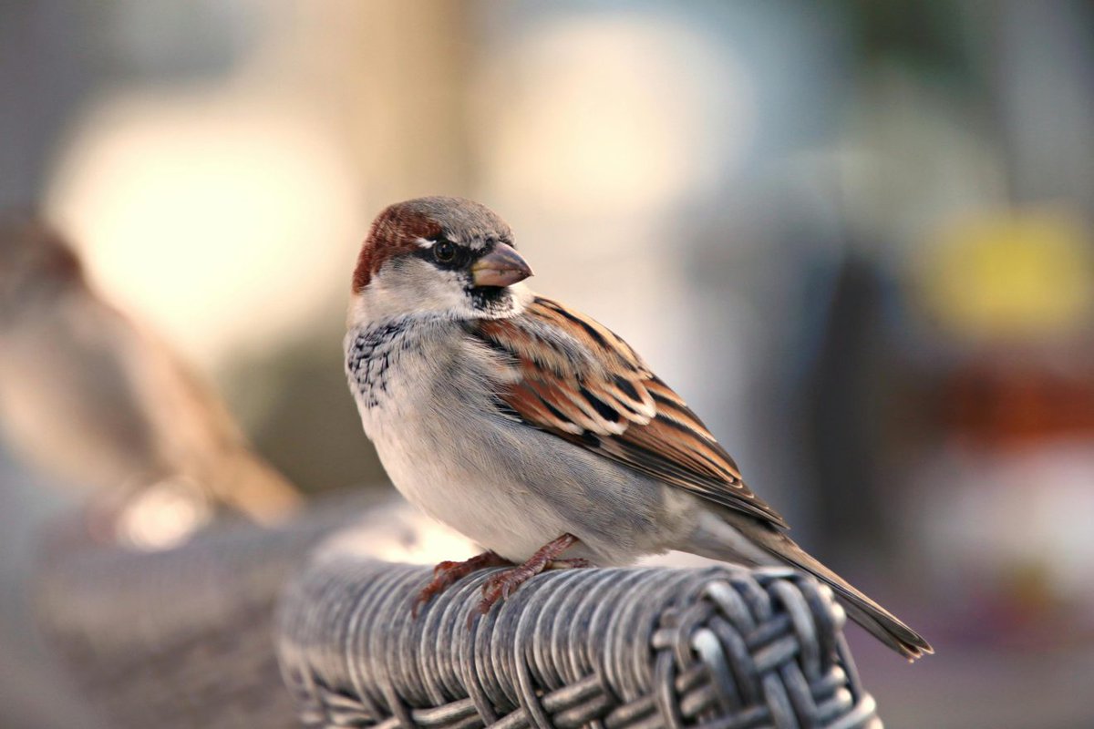 AytoPinto's tweet photo. 🐦 Dentro del proyecto Pinto en Verde se ha terminado el primer estudio para conocer qué aves comunes reproductoras se encuentran en nuestra ciudad.

🔎 ¿Quieres conocerlas? Aquí te dejamos las conclusiones 👇
https://t.co/66mZ6aNzPt https://t.co/YYFPJK7awV