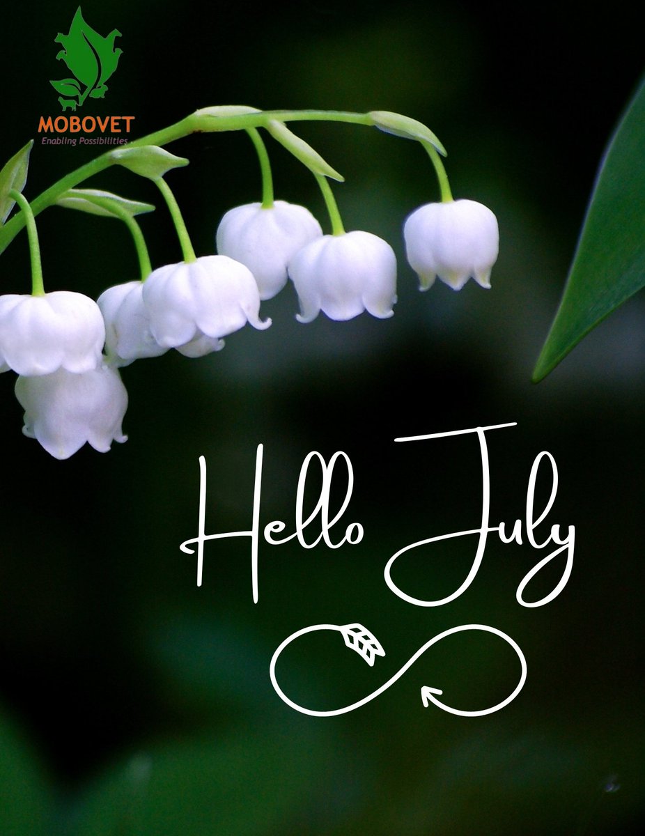 mobovet's tweet photo. Welcome to July, everyone!
As we step into this new month, we wish you all joy, success, and good health. Let's make July a month to remember!
#mobovet
#enablingpossibilities
#enablingpossibilities
#NewMonthBlessings https://t.co/YTXpPNWEIh